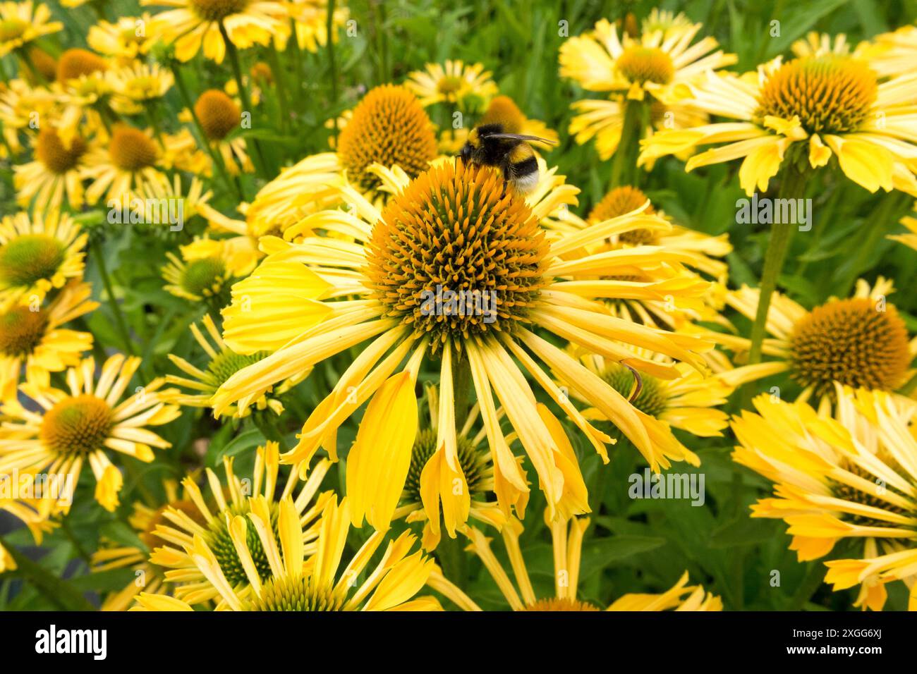 Echinacea „Sunny Yellow Passion“ Stockfoto