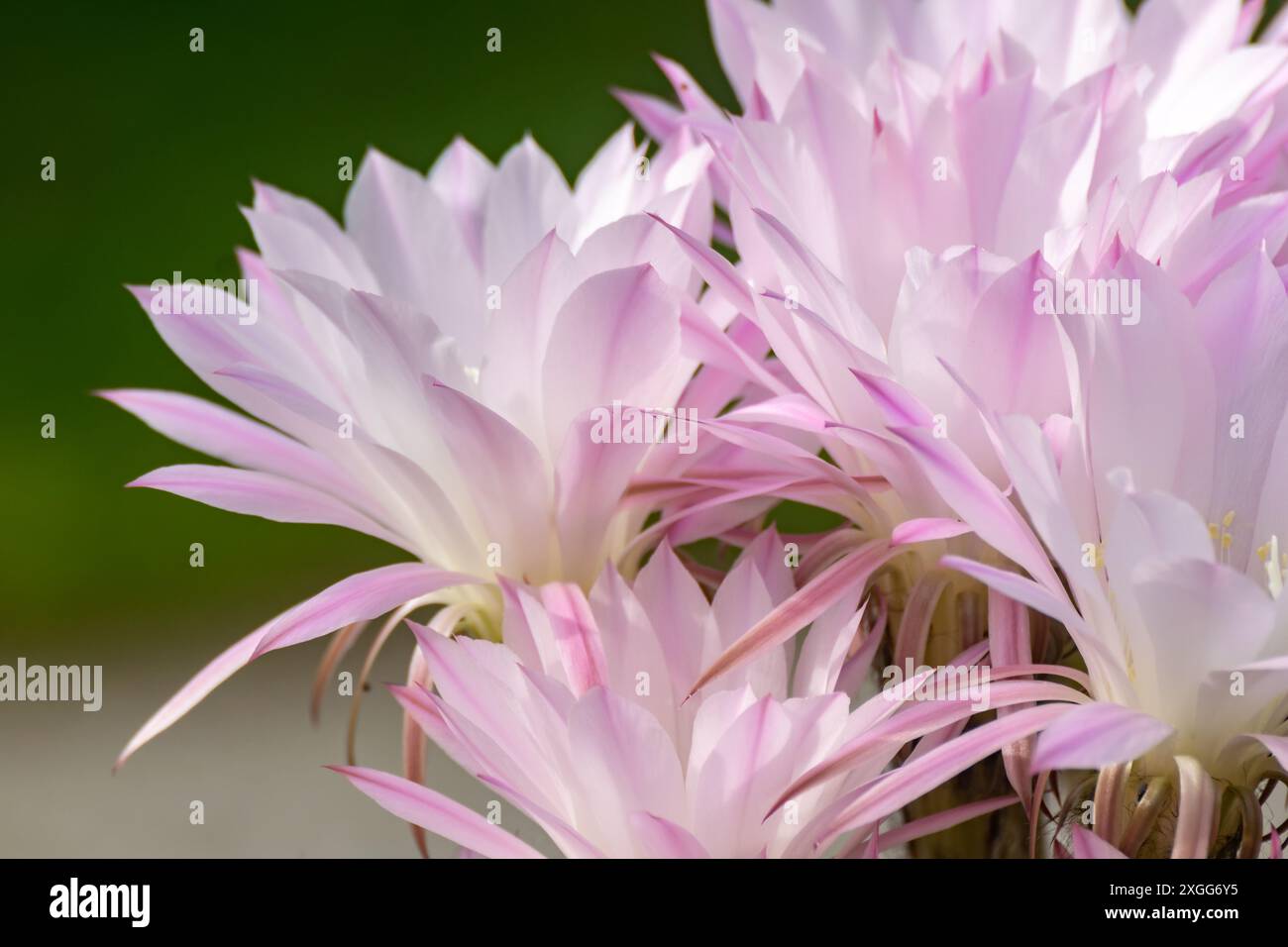 Ein Haufen rosa Blumen mit grünen Blättern. Die Blumen befinden sich in einer Vase und sind so angeordnet, dass sie alle in die gleiche Richtung zeigen. Echinopsis Stockfoto