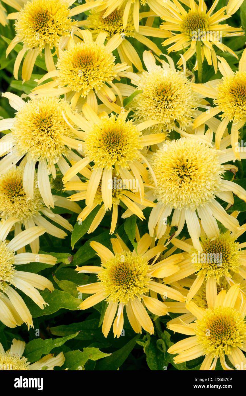 Echinacea purpurea 'Papallo Semi Double Peach' schöne krautige Blumen Garten mehrjährige Pflanzen im Juli Stockfoto