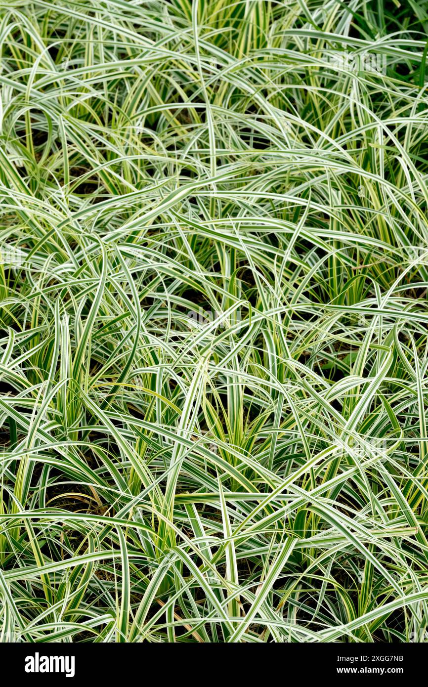 Segge Carex oshimensis „Father Falls“ Variegated, Laub Ziergräser Stockfoto