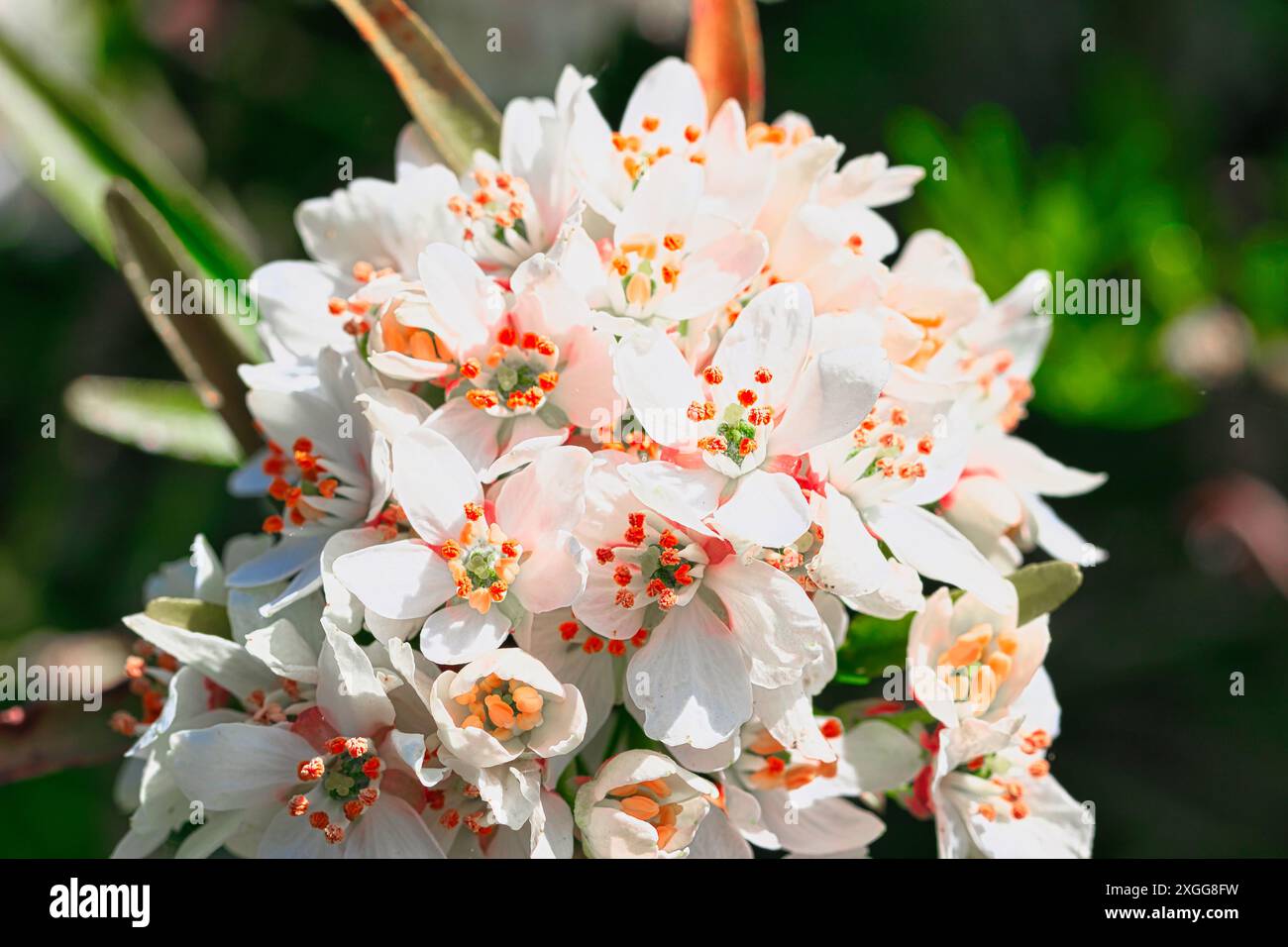 Eine Nahaufnahme einer Gruppe weißer und rosafarbener Blumen mit orangefarbenen Staubblättern in voller Blüte, vor einem verschwommenen grünen Hintergrund, Großbritannien, Europa Stockfoto