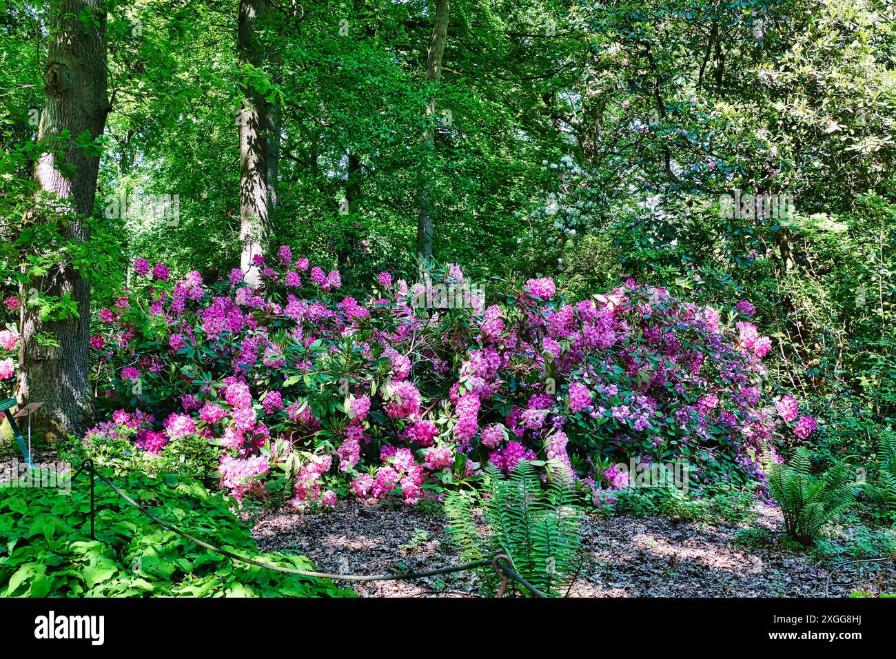 Eine lebendige Gartenszene mit blühenden rosa und violetten Rhododendronblüten, umgeben von üppig grünen Blättern und Bäumen, Großbritannien, Europa Stockfoto