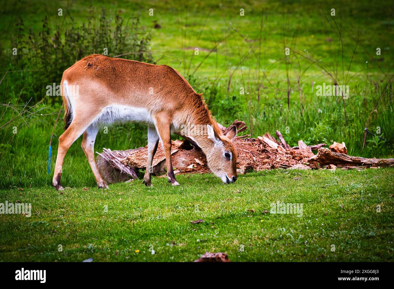 Eine junge Antilope, die auf grünem Gras in einer natürlichen Umgebung weidet, mit einem umgefallenen Baumstamm im Hintergrund, Doncaster, Yorkshire, England, Vereinigtes Königreich Stockfoto