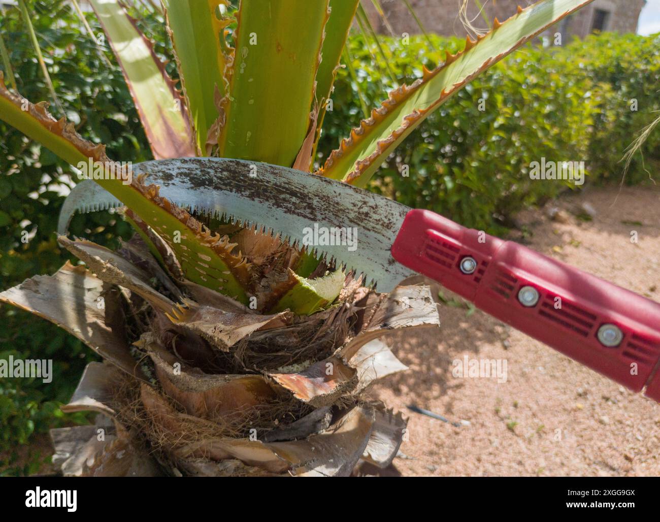 Palmenschnitt mit ausziehbarer Stangenhandsäge. Beschneidung im Hochgärtner Stockfoto