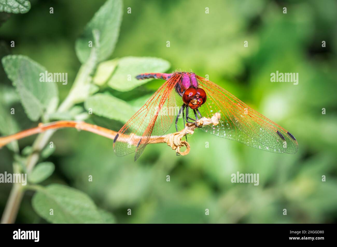 Rotgeäderte TropfLibelle (Trithemis arteriosa) sitzend, Südafrika Stockfoto
