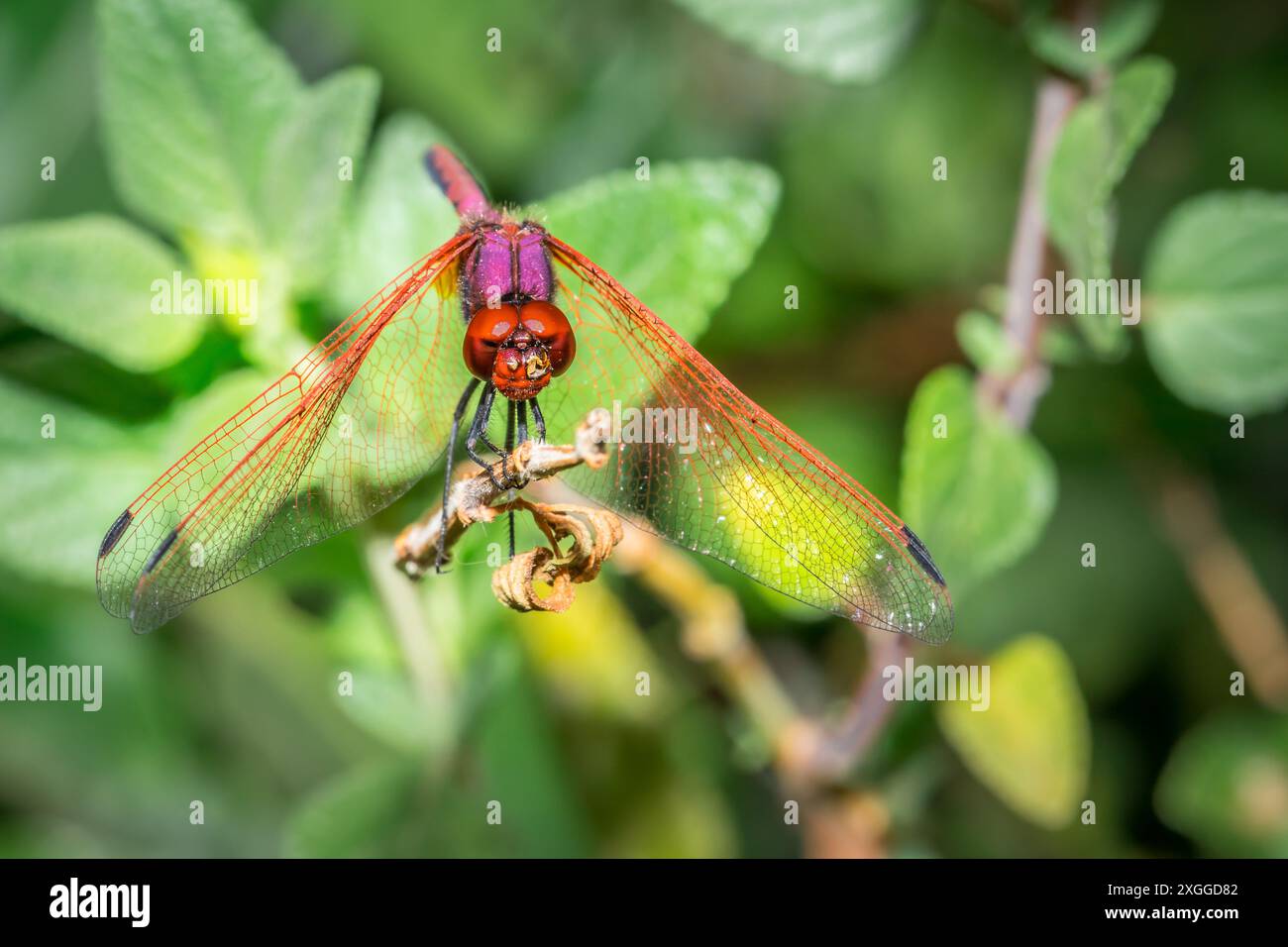 Rotgeäderte TropfLibelle (Trithemis arteriosa) sitzend, Südafrika Stockfoto