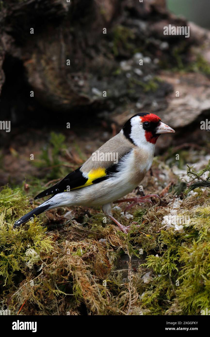 GOLDFINCH (Carduelis carduelis) auf einem Stumpf mit Moos, UK. Stockfoto