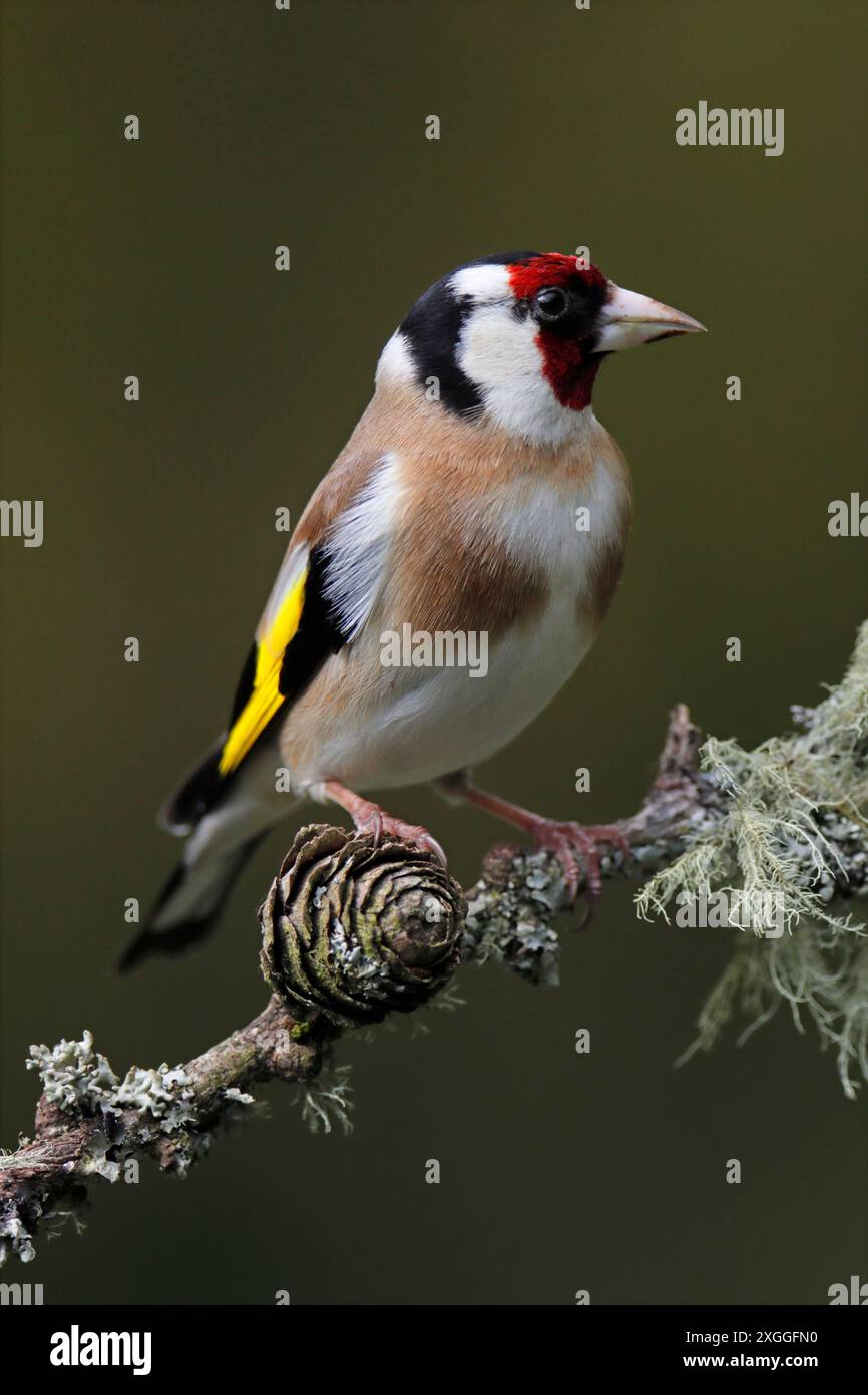 GOLDFINCH (Carduelis carduelis) auf einem Zweig mit Flechten, UK. Stockfoto