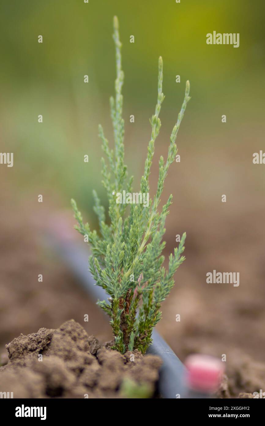 Junger Thuja-Keimling mit Bewsserungssystem, verschwommener Hintergrund  Stockfotografie - Alamy