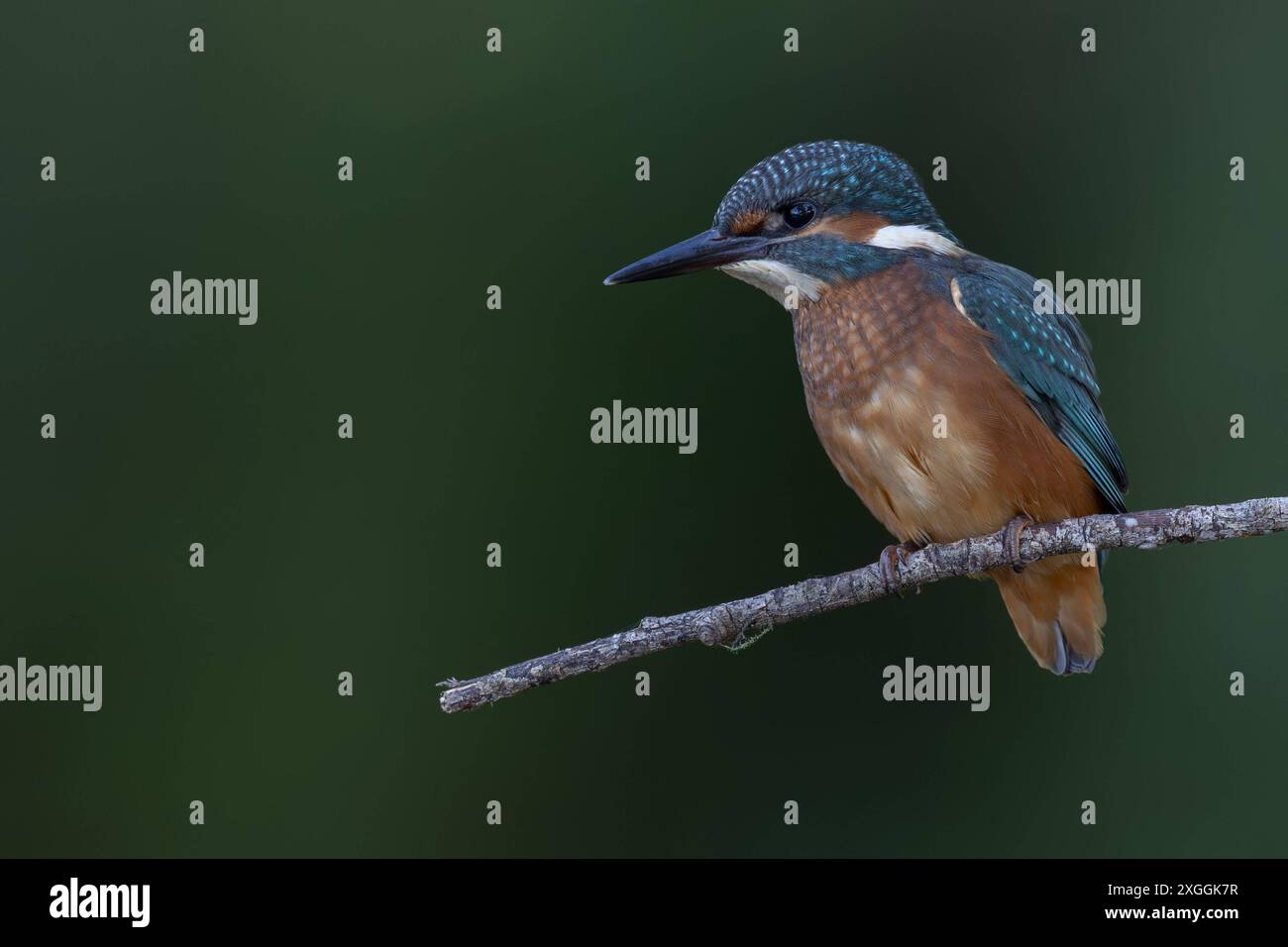 Eisvogel Alcedo atthis von einer Sitzwarte aus beobachtet ein Eisvogelmännchen die Wasseroberfläche und lauert auf Beute., Ambra Toscana Italien *** Eisvogel Alcedo atthis A männliche eisvogelmännchen beobachtet die Wasseroberfläche von einer Barsche aus und lauert auf Beute, Ambra Toscana Italien Stockfoto