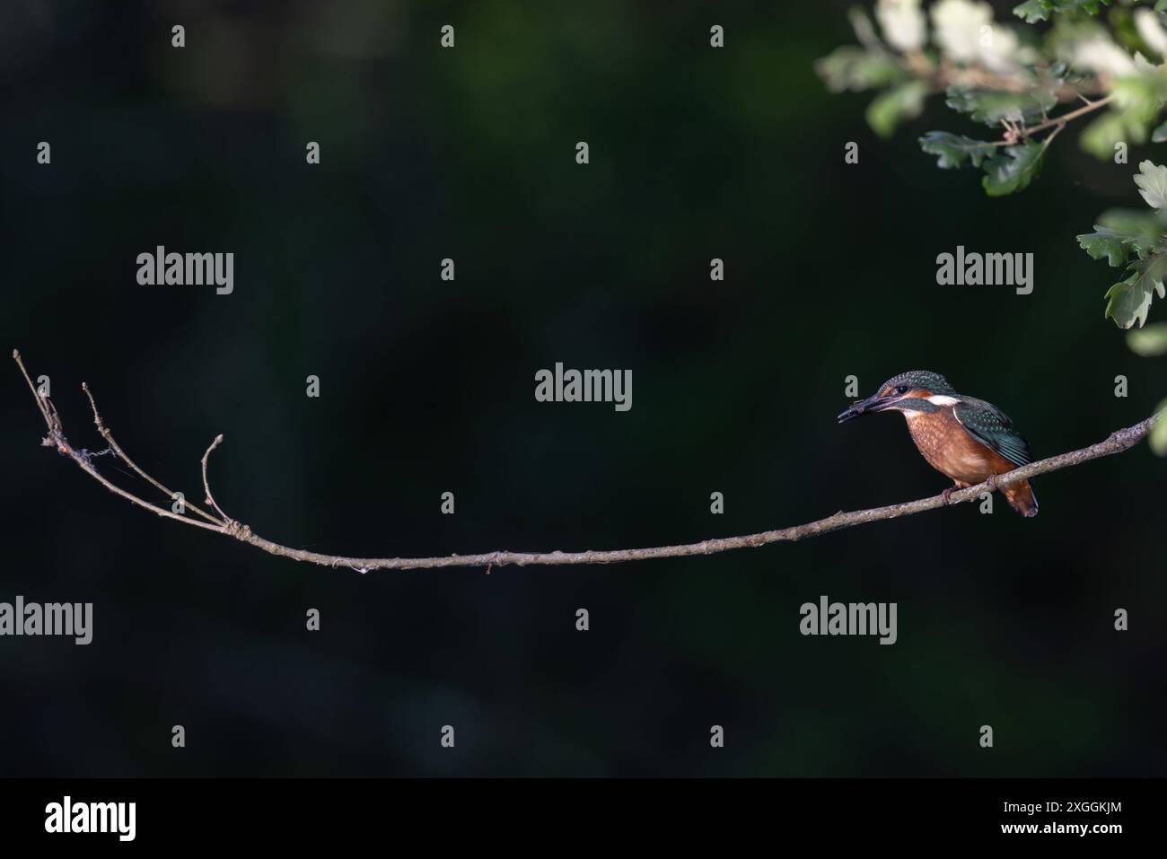 Eisvogel Alcedo atthis ein Eisvogelmännchen hockt nach erfolgreichem Stoßtauchen auf einem Ansitzast und verschlingt seine Beute., Ambra Toscana Italien *** Eisvogelmännchen Alcedo atthis Ein männlicher eisvogelmännchen hockt nach einem erfolgreichen Tauchgang auf einem Barsch und verschlingt seine Beute, Ambra Toscana Italy Stockfoto