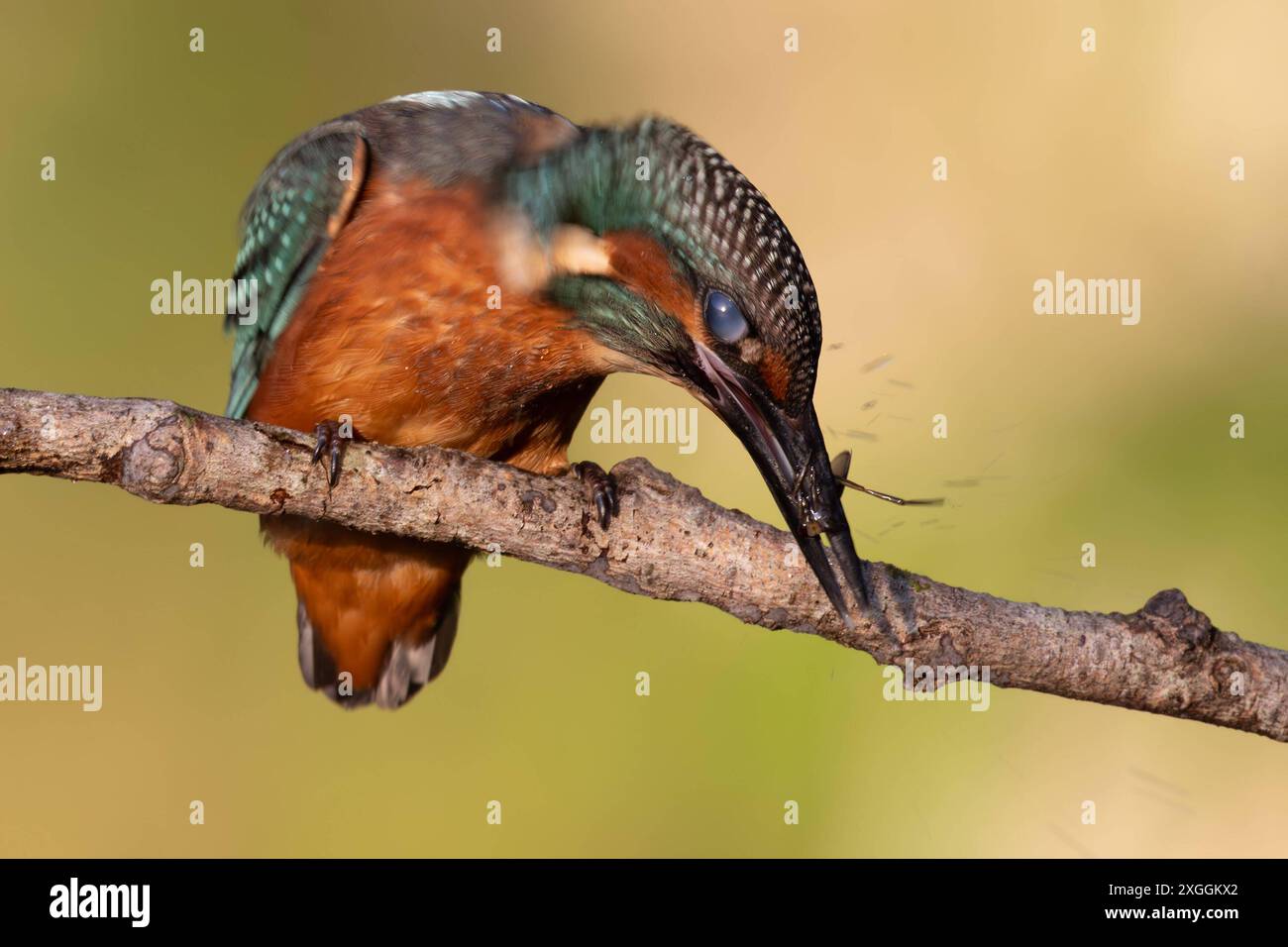 Eisvogel Alcedo atthis ein Eisvogelmännchen schlägt nach erfolgreicher Jagd die Beute gegen den Ansitzast, um sie anschließend leichter verschlingen zu können., Ambra Toscana Italien *** Eisvogelmännchen Alcedo atthis Ein männlicher eisvogelmännchen schlägt nach einer erfolgreichen Jagd die Beute gegen den Barsch, um es später leichter zu fressen zu machen , Ambra Toscana Italien Stockfoto