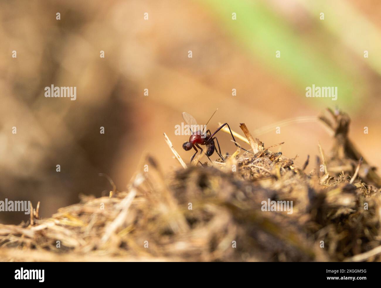 Schwarze Schnitzelfliegen werden oft um Dung in feuchten subtropischen Wäldern gefunden. Sie sind Ameisenimiker, langbeinig und stehen mit einer gebeugten Haltung Stockfoto