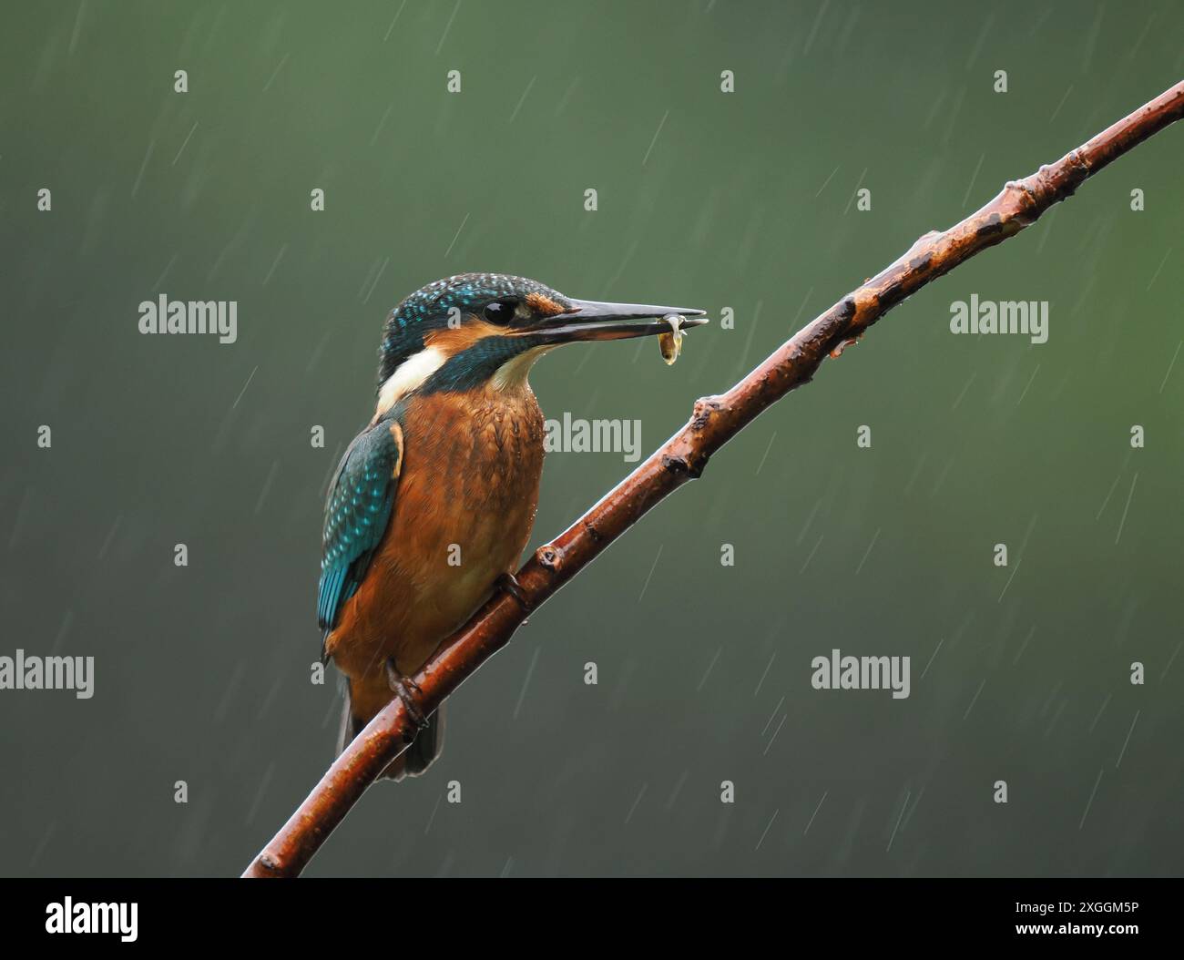 Einer der farbenprächtigsten britischen Vögel, der eisvogel, einschließlich Blau, Orange und weiß. Stockfoto