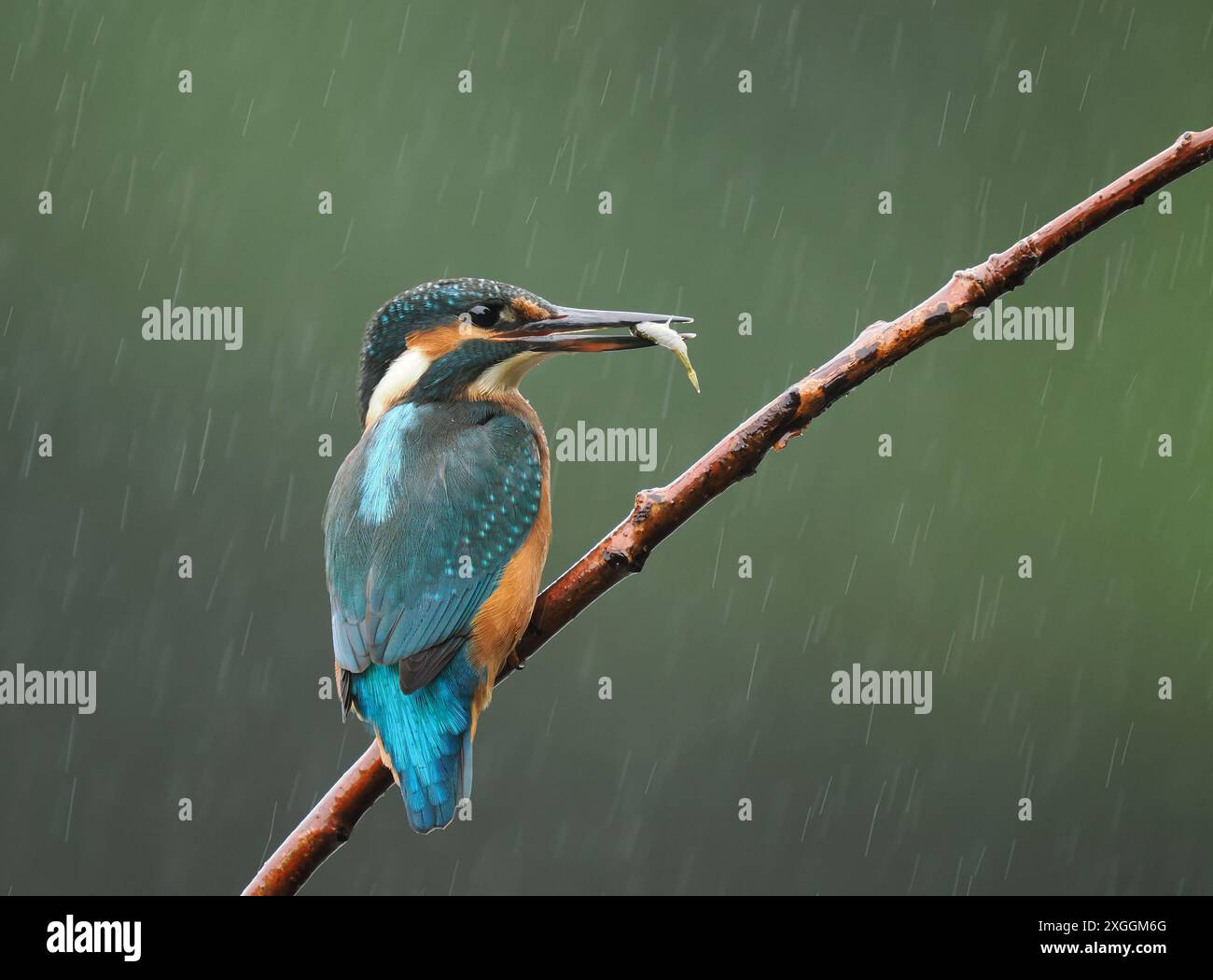 Einer der farbenprächtigsten britischen Vögel, der eisvogel, einschließlich Blau, Orange und weiß. Stockfoto