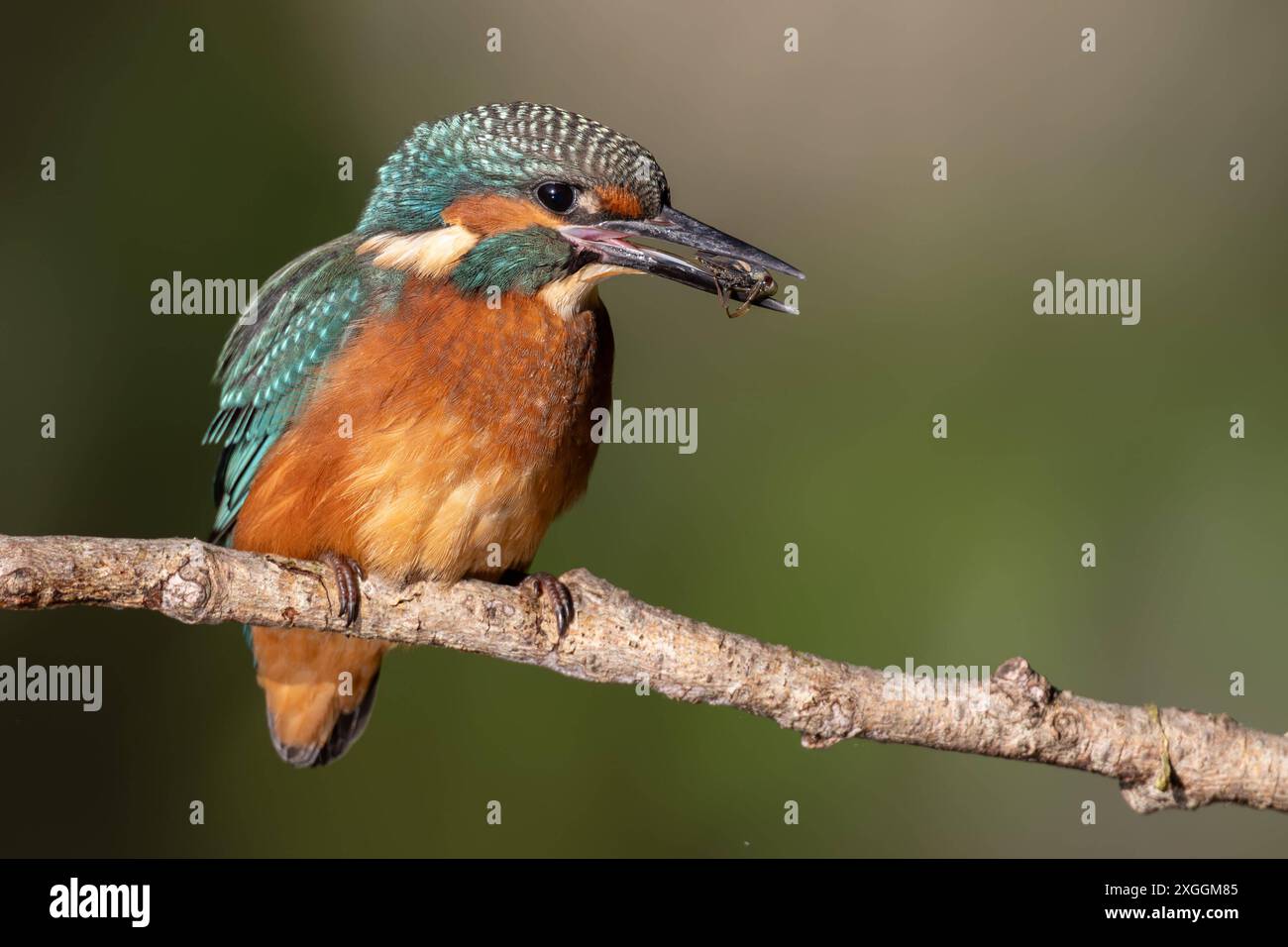 Eisvogel Alcedo atthis ein Eisvogelmännchen hockt mit einem soeben gefangenen Beutetier im Schnabel auf dem Ansitzast., Ambra Toscana Italien *** Eisvogel Alcedo atthis A männliche eisvogelmännchen hockt auf einem Zweig mit einer gerade gefangenen Beute im Schnabel , Ambra Toscana Italy Stockfoto