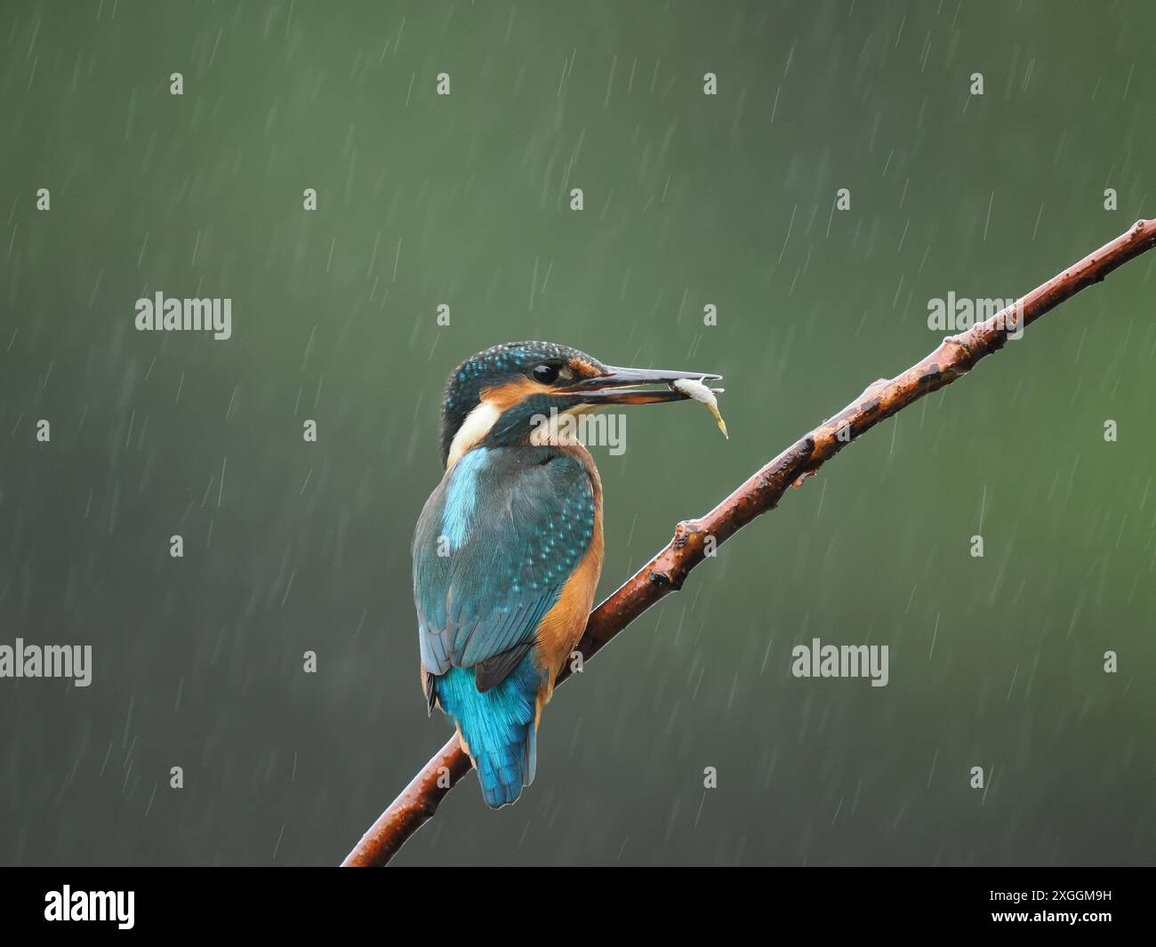 Einer der farbenprächtigsten britischen Vögel, der eisvogel, einschließlich Blau, Orange und weiß. Stockfoto