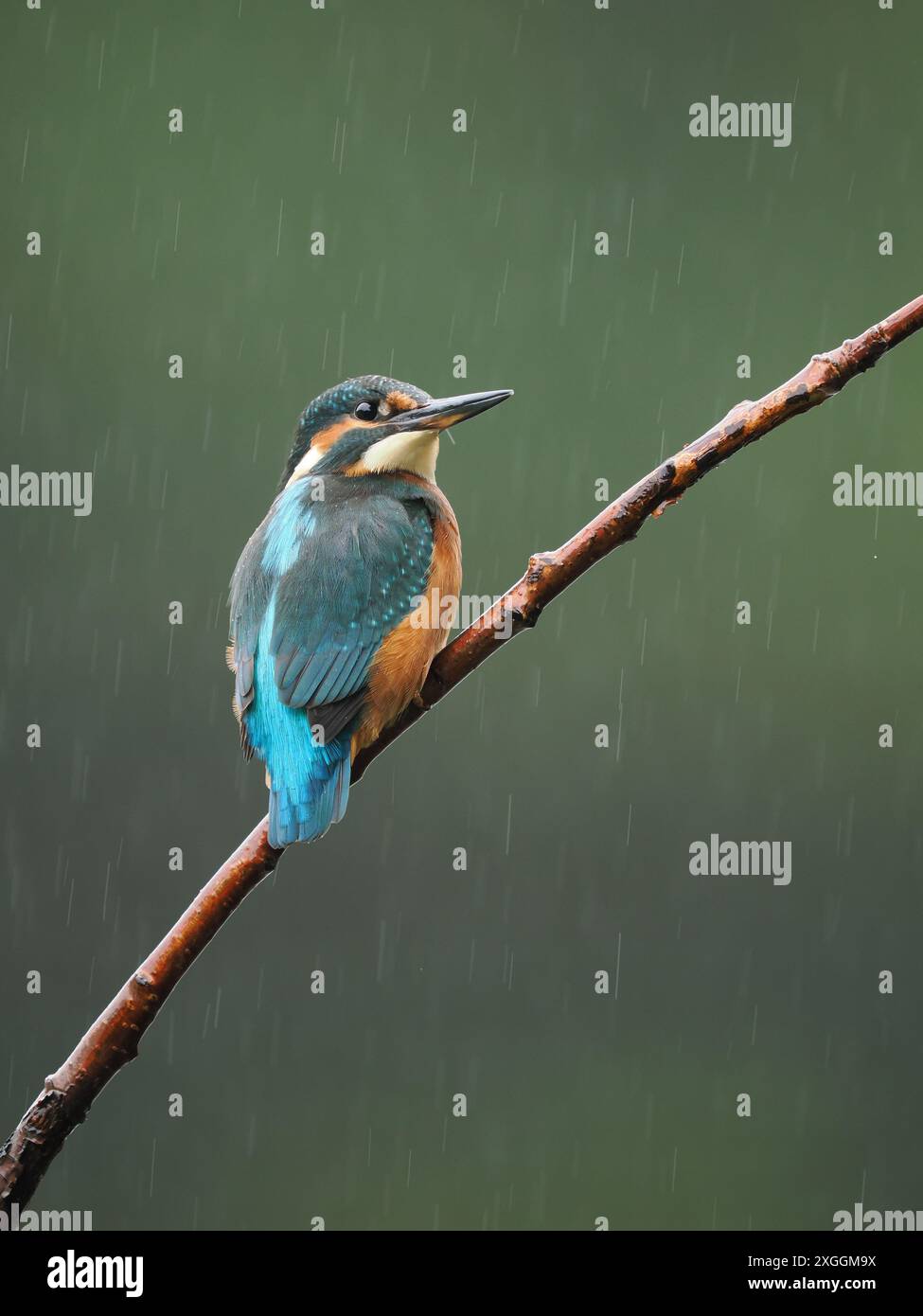 Einer der farbenprächtigsten britischen Vögel, der eisvogel, einschließlich Blau, Orange und weiß. Stockfoto