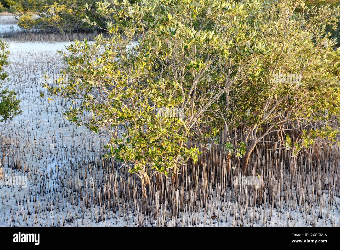 Mangrovenbäume und türkisfarbenes Wasser im Jubail Mangrove Park in Abu Dhabi. Stockfoto