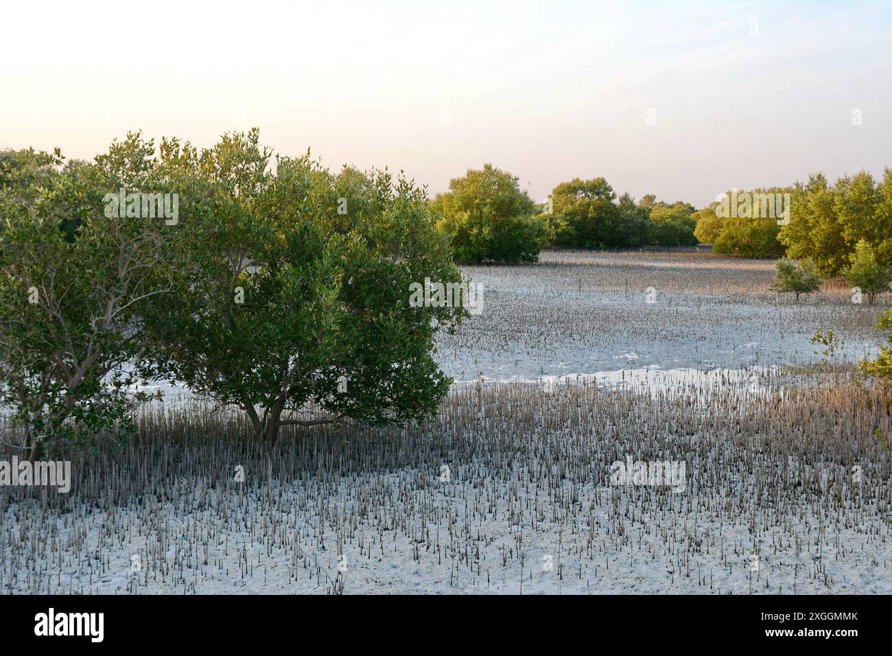 Mangrovenbäume und türkisfarbenes Wasser im Jubail Mangrove Park in Abu Dhabi. Stockfoto