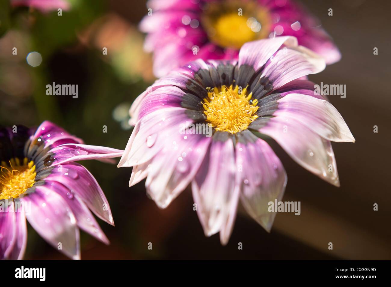 Gartenblume Gazania nach Regen Stockfoto