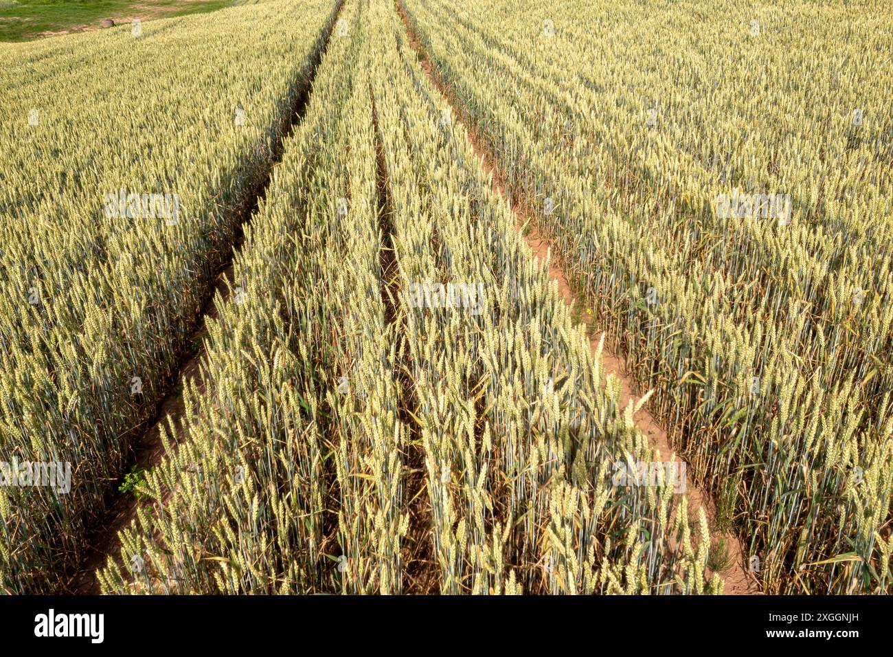 Weizenfeld mit Traktorketten. Stockfoto