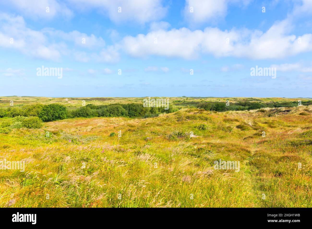 Landschaft mit Dünen und Heide in Sint Amartenszee, Noord-Holland, Niederlande Stockfoto