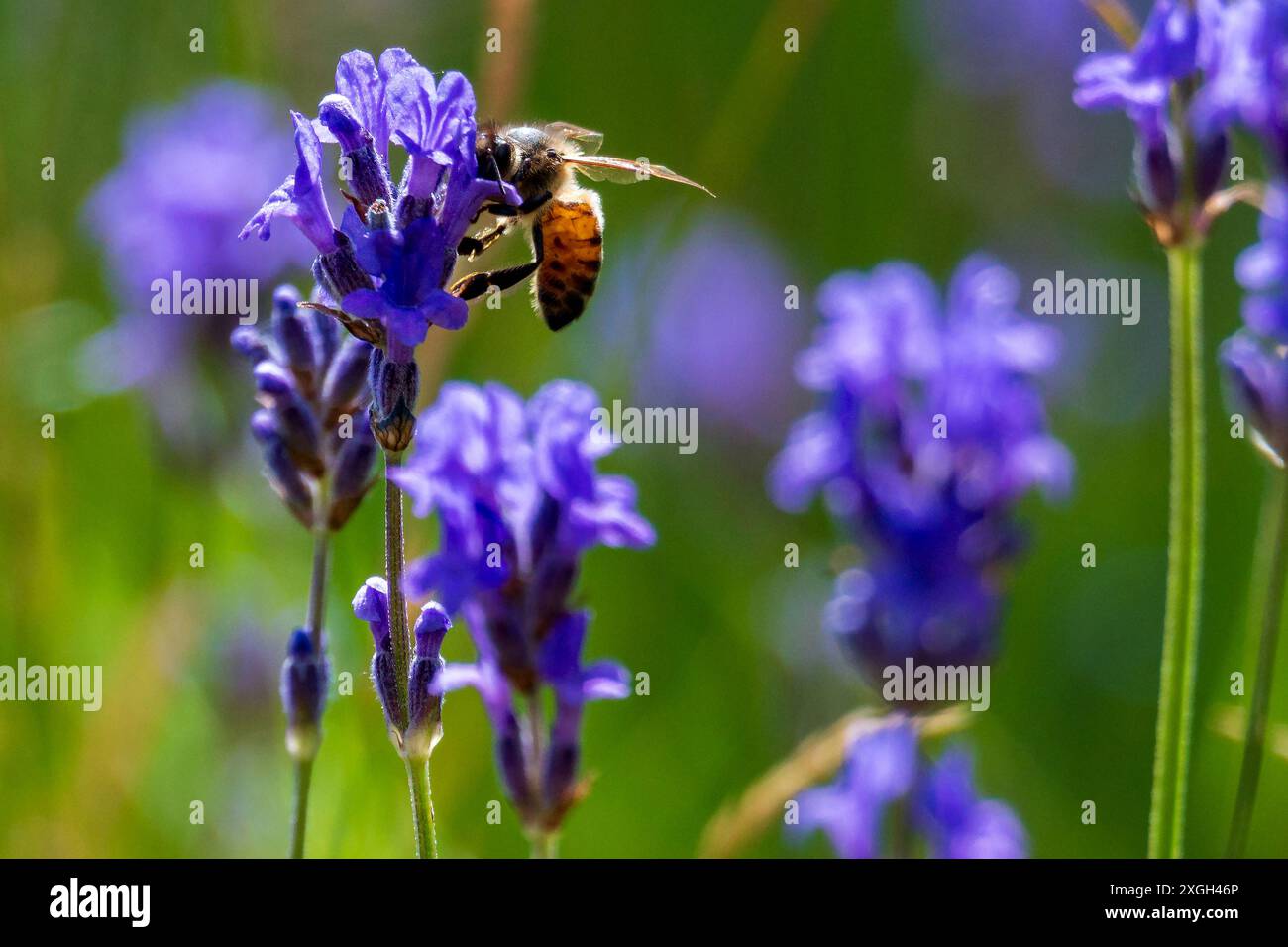 Biene sammelt Pollen aus einer Lavendelblume. Stockfoto