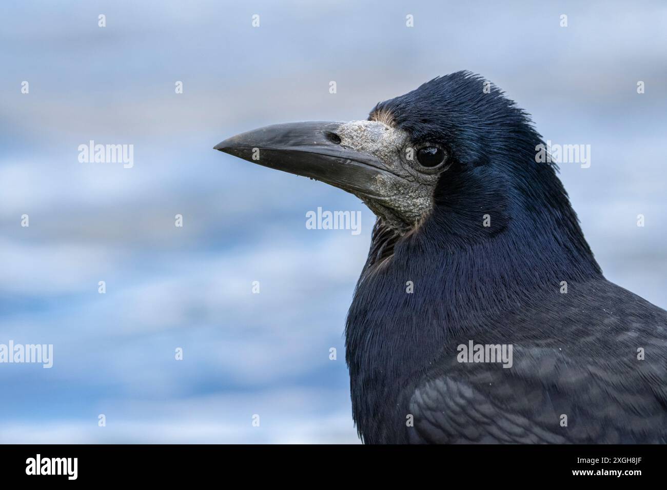 Ein Porträt eines Rook. Stockfoto