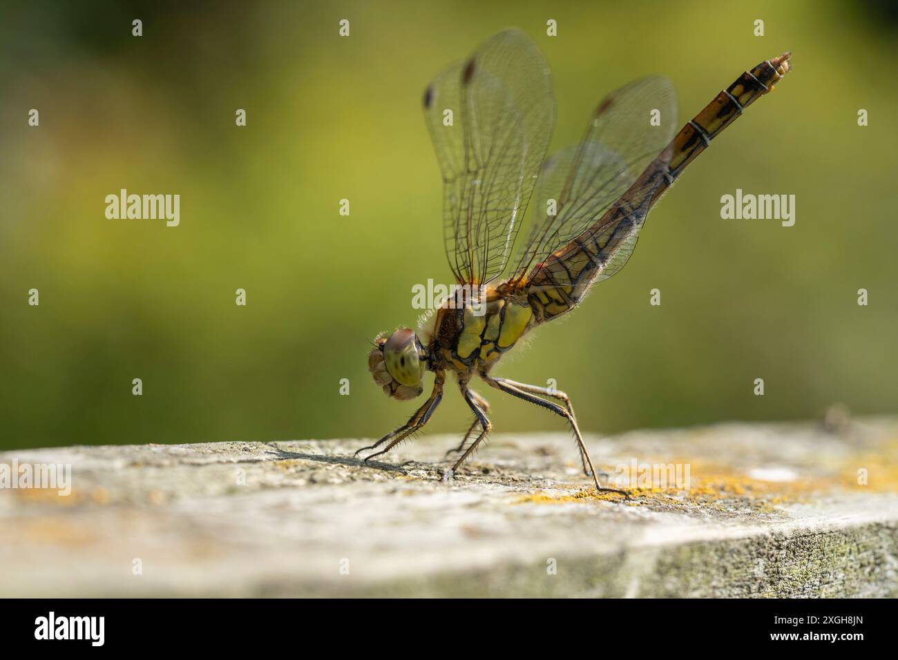 Gemeinsamen Darter Libelle. Stockfoto