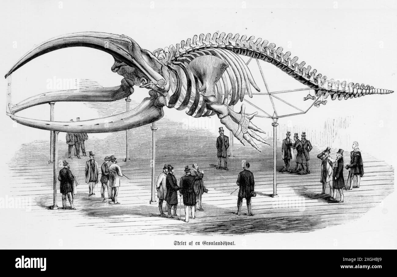 Zoologie / Tiere, Wal, Spitzwal (Balaena mysticetus), ADDITIONAL-RIGHTS-CLEARANCE-INFO-NOT-AVAILABLE Stockfoto
