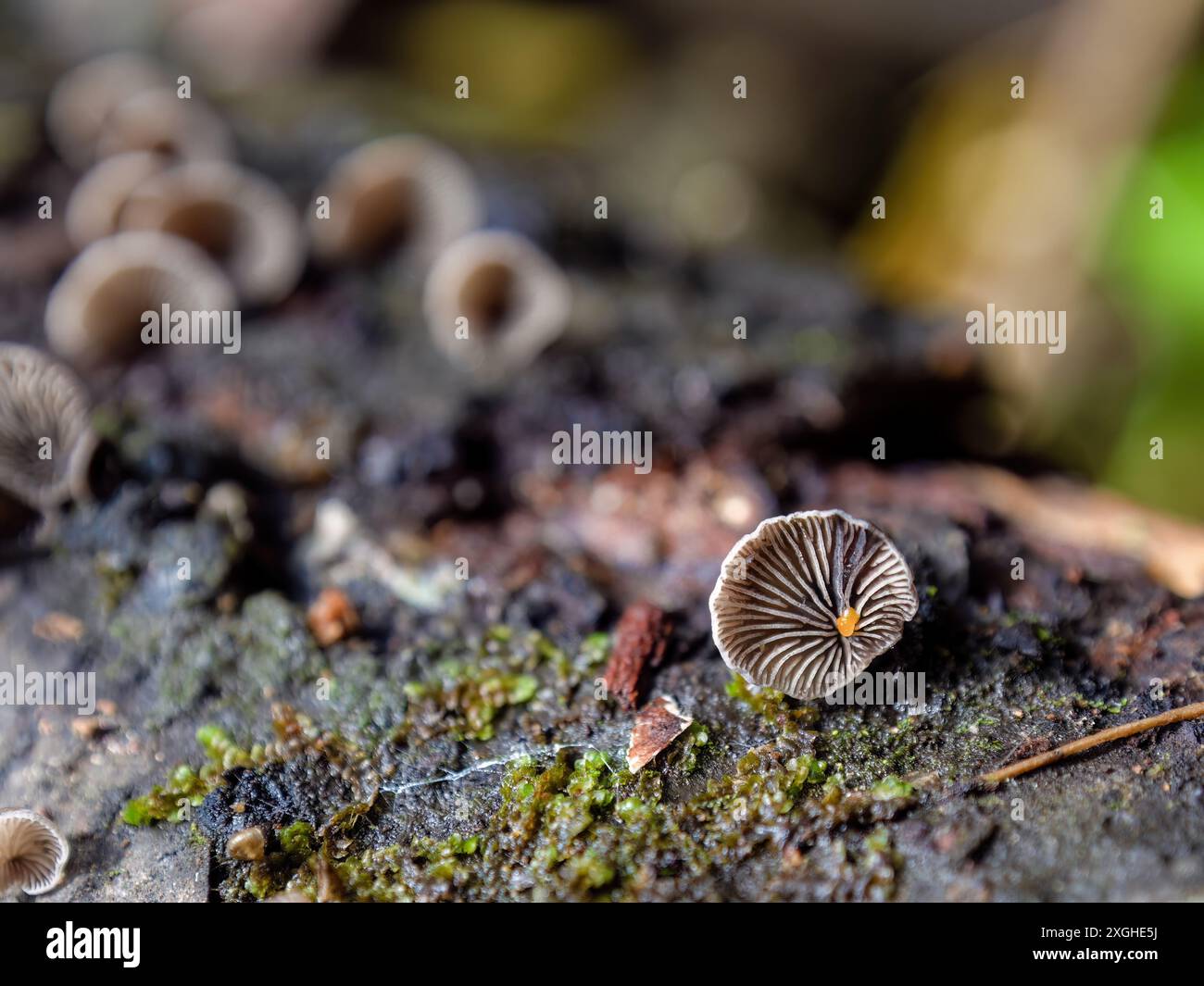 Makrofotografie sehr winziger Resupinatus trichotis-Pilze, die in verfaultem Holz wachsen. Gefangen in den Anden im Zentrum Kolumbiens. Stockfoto