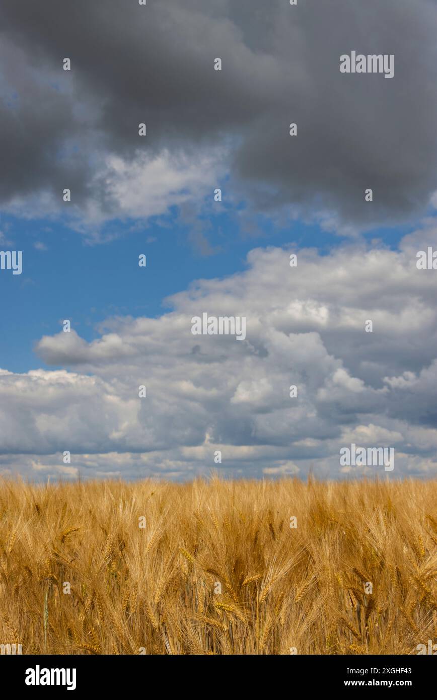 Goldenes reifes Weizenfeld, bewölkter, stürmischer Himmel. Eure et Loir Stockfoto