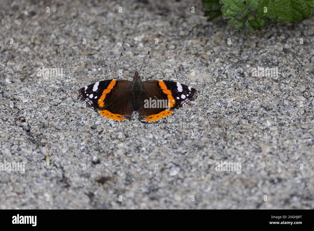 Ein roter Admiral-Schmetterling Vanessa atalanta, mittelgroß mit schwarzen Flügeln, roten Bändern und weißen Flecken auf einem Steinweg Stockfoto