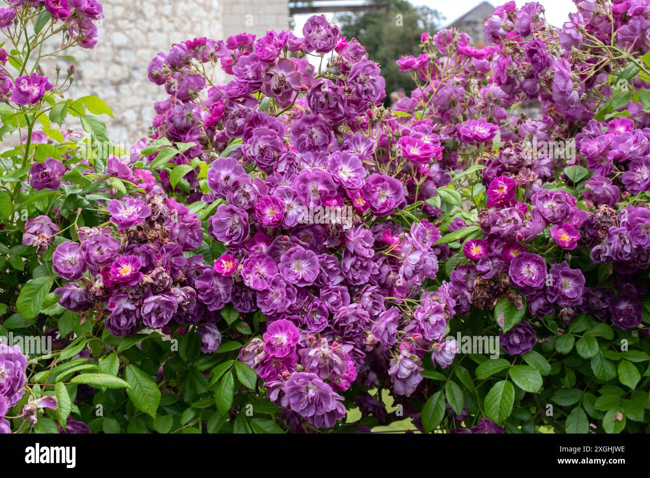 Rose Mannington Mauve Rambler Stockfoto