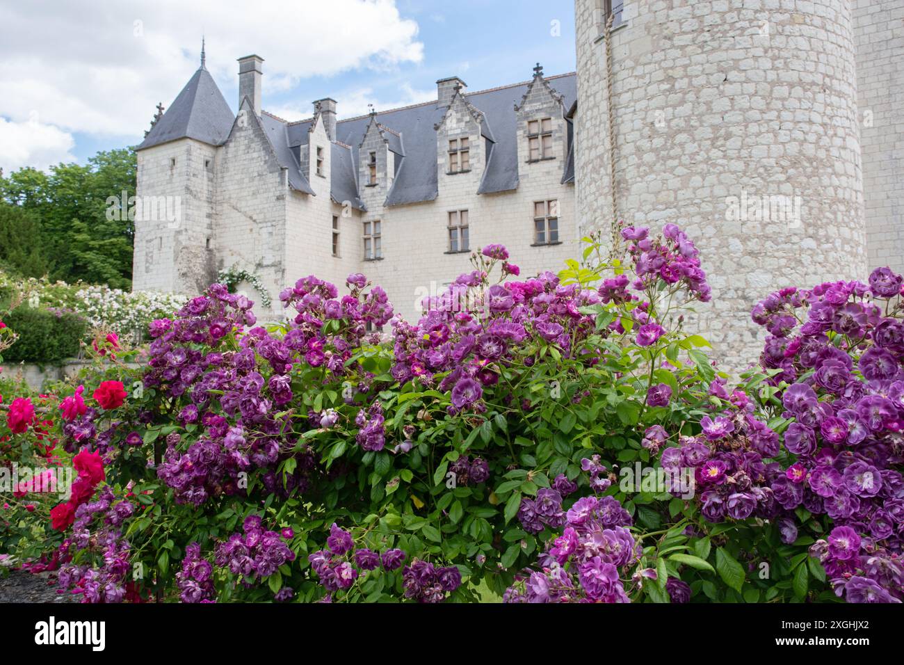 Mannington Mauve Rambler im Château du Rivau Stockfoto