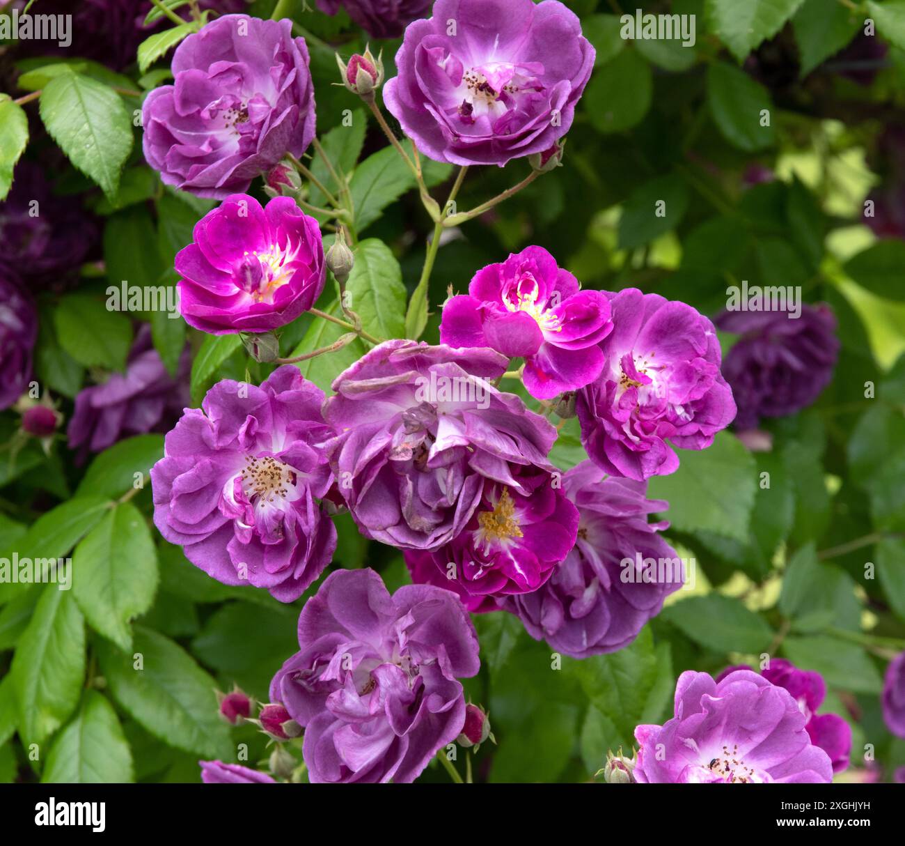 Rose Mannington Mauve Rambler Stockfoto
