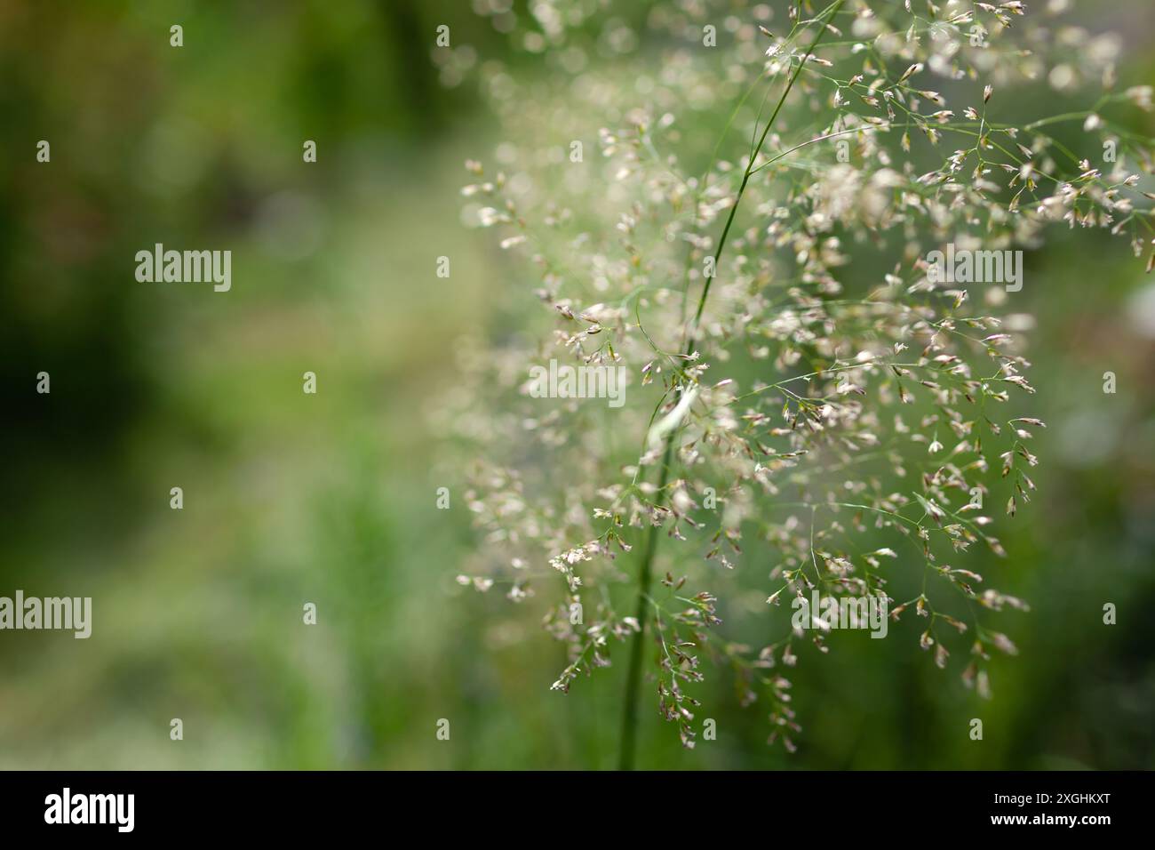 Nahaufnahme der luftigen Blüten des Haargrases deschampsia cespitosa im Sommergarten. Leerraum. Der florale Hintergrund des Ziergrases Stockfoto