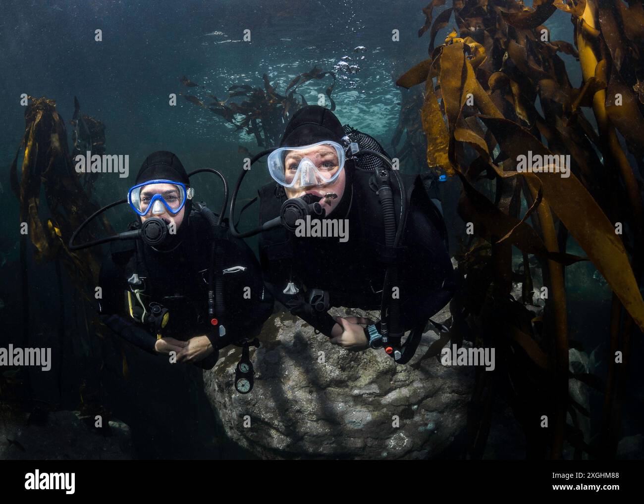 Zwei weibliche Taucherinnen schwimmen im Seetangwald zusammen Stockfoto