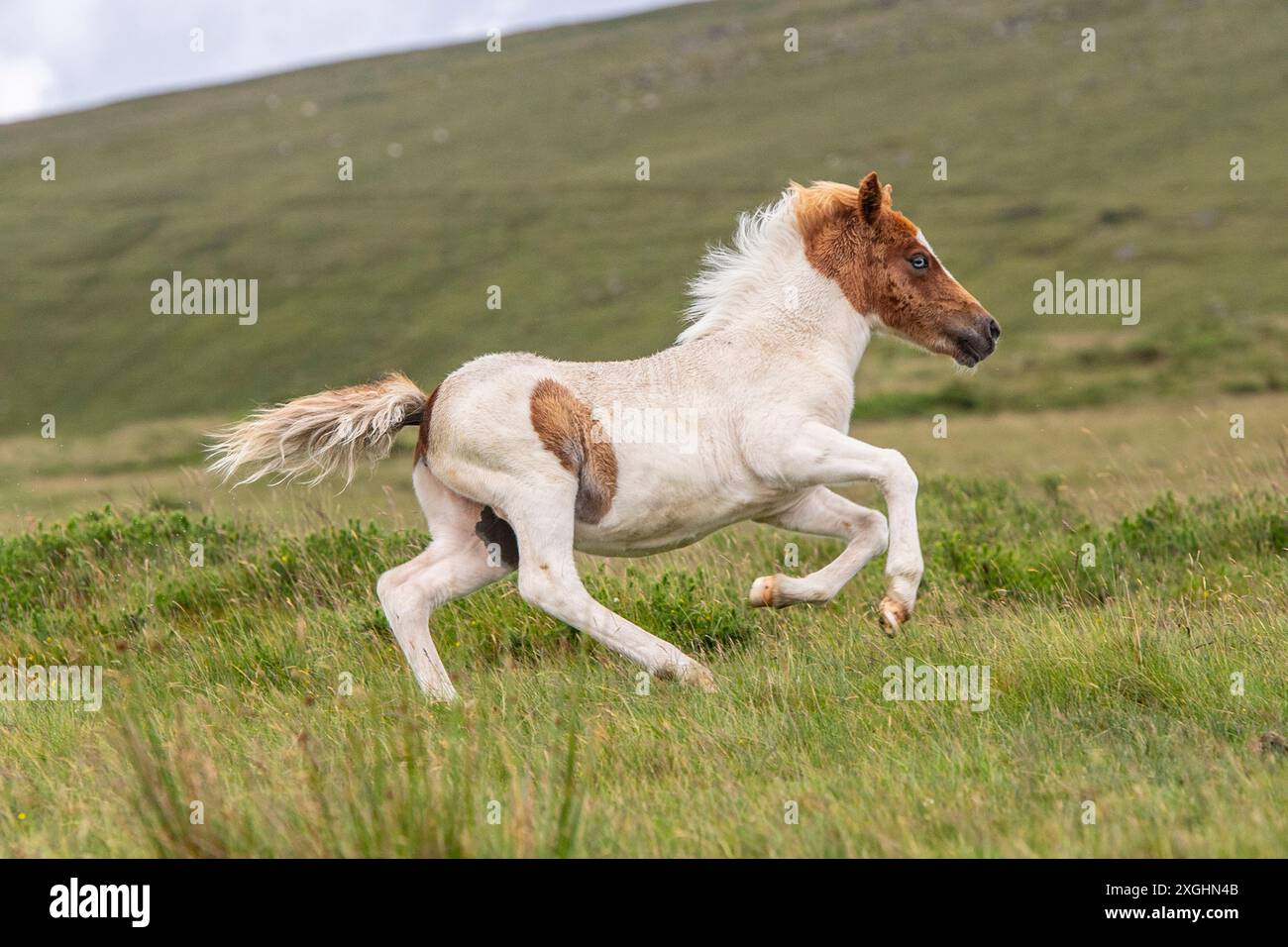 Dartmoor Hügel Pony Fohlen, galoppiert auf Dartmoor Stockfoto