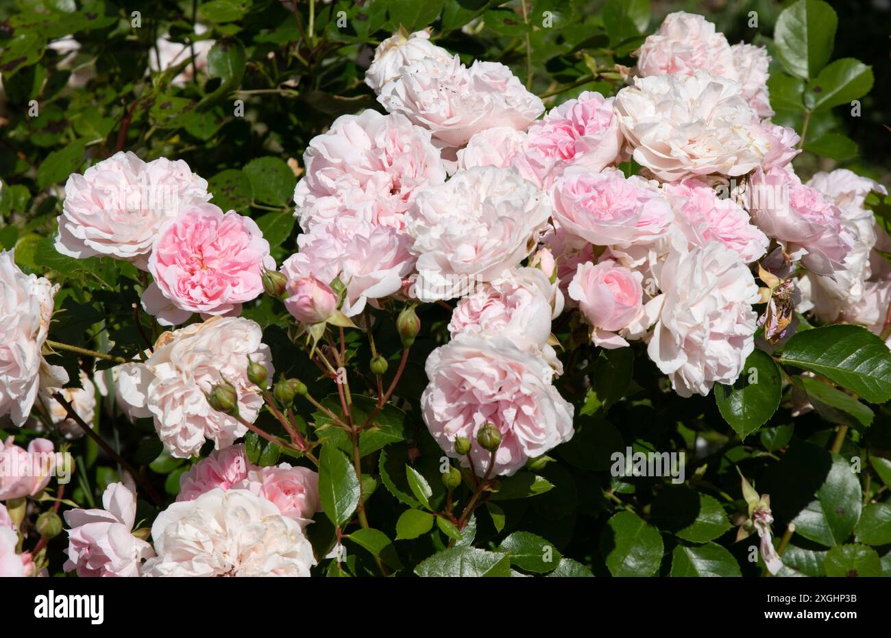 Rosa Bossa Nova Stockfoto