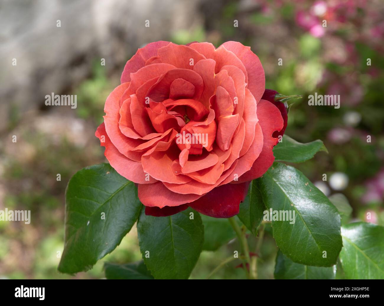 Rosa heißer Kakao Stockfoto