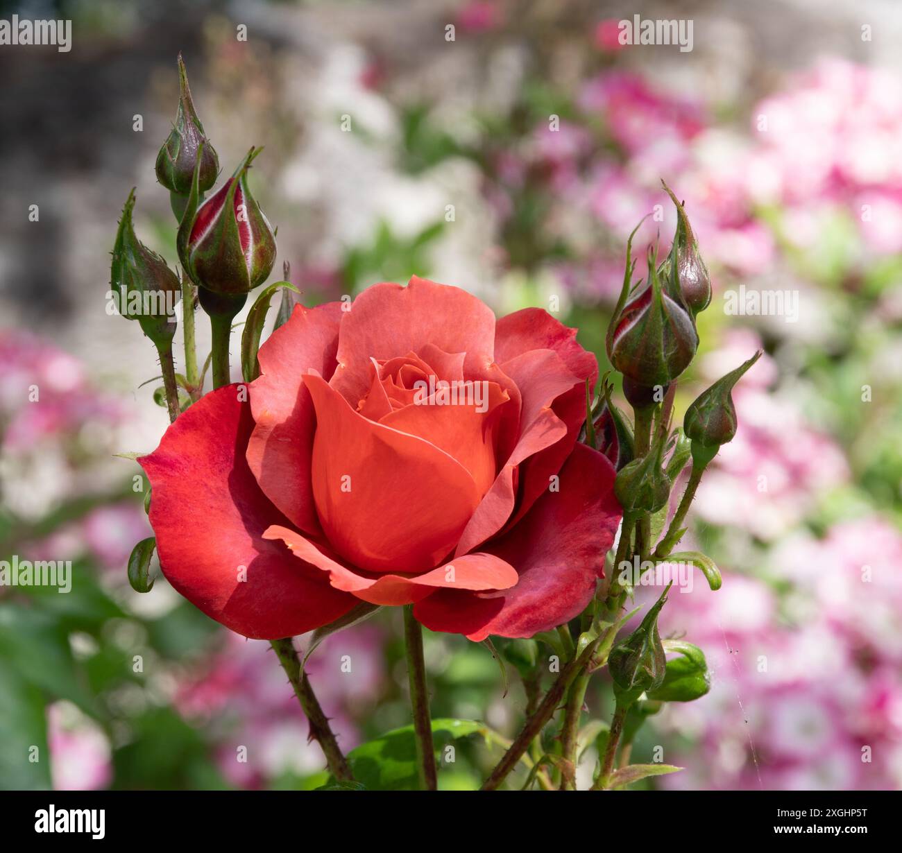 Rosa heißer Kakao Stockfoto