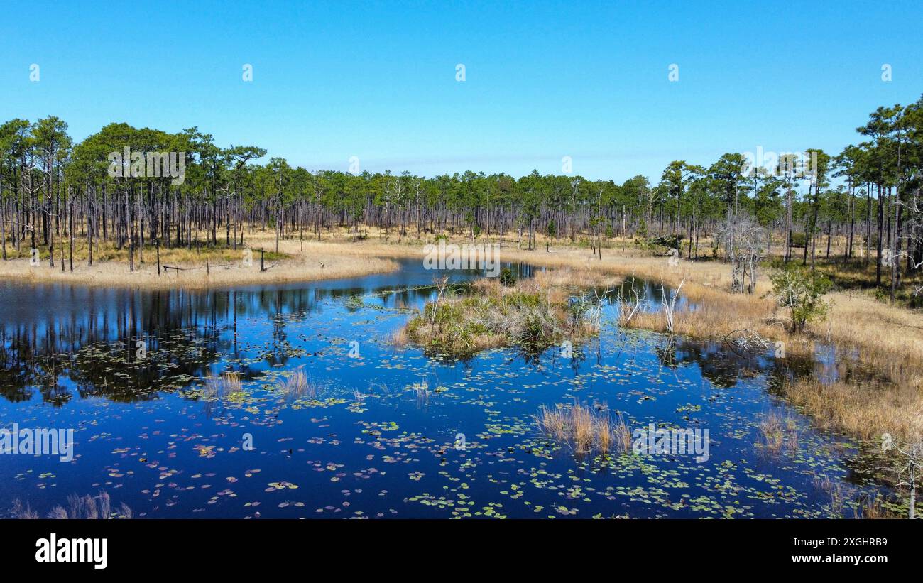 Blick aus der Vogelperspektive auf den Patsy-Teich und eine Kiefernsavanne im Croatan National Forest, North Carolina Stockfoto
