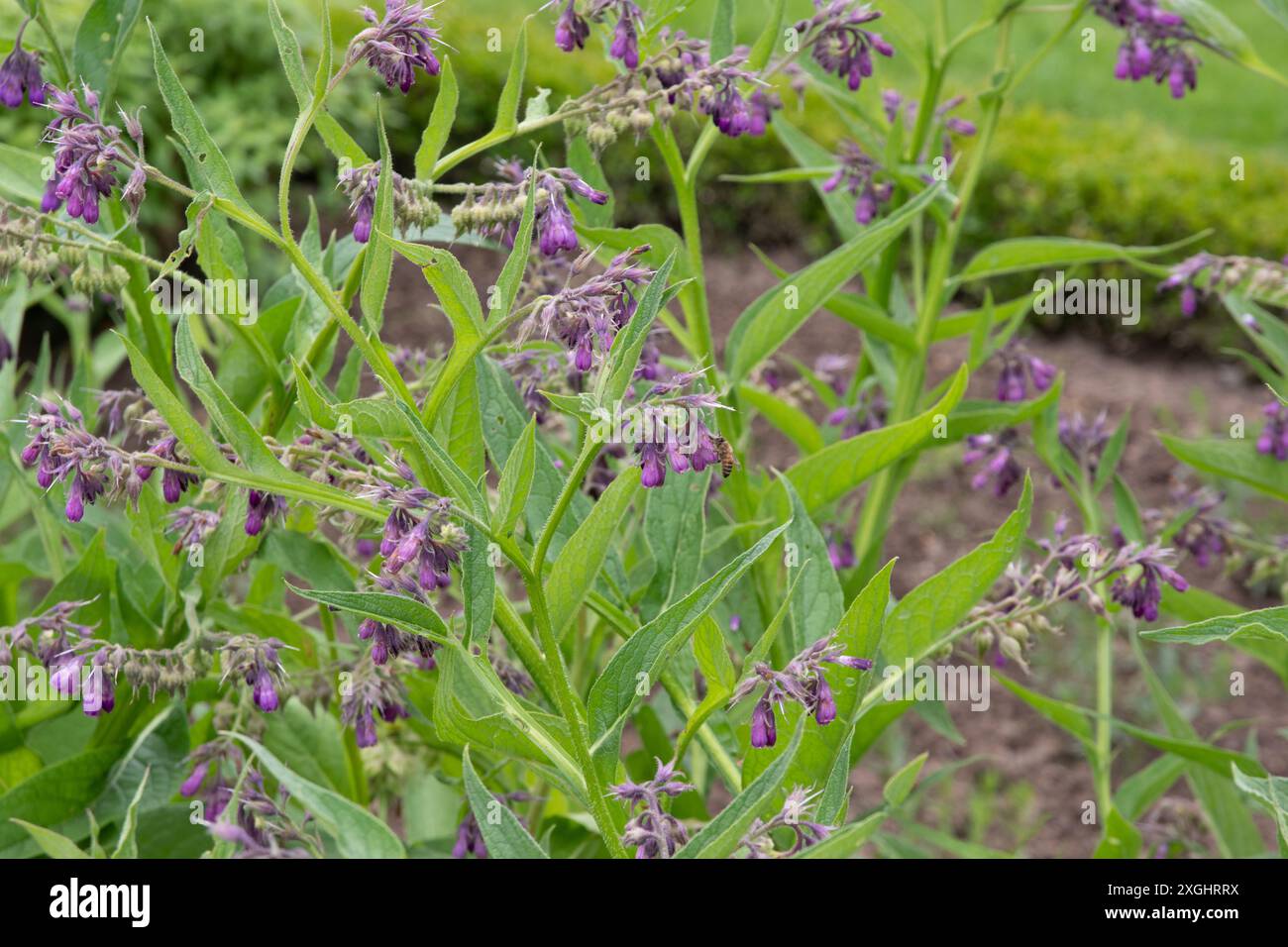 Beinwell, Symphytum officinale Stockfoto