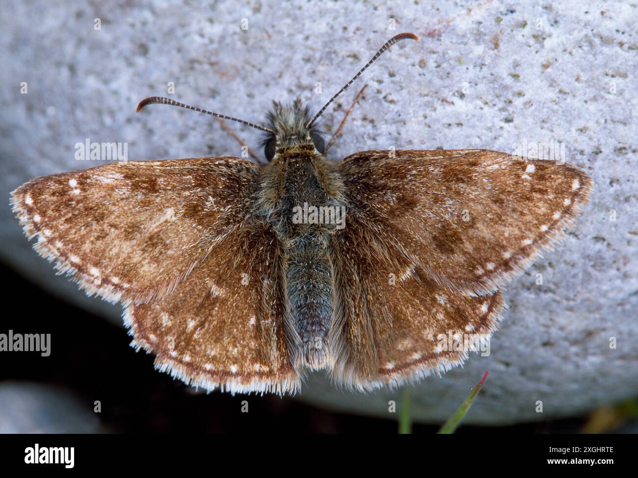 Dingy Skipper Butterfly (Erynnis Tages) in Ruhe und auf gespeicherter Hitze auf Felsen, Spey Bay Nature Reserve, Moray Firth, Schottland, Juni 2002 Stockfoto