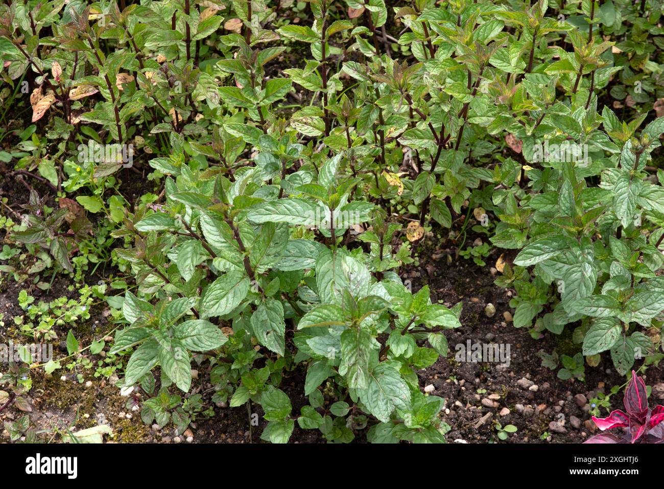 Pfefferminze, Mentha x piperita Stockfoto