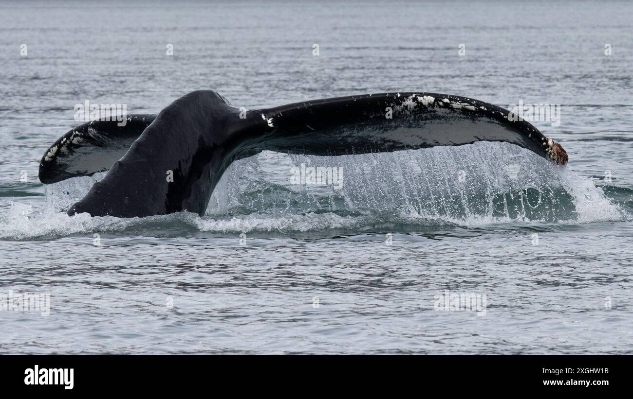 Buckelwal Schwanzflosse fluke, während Wasser im Wasserfall-Effekt in Alaska USA abfällt Stockfoto