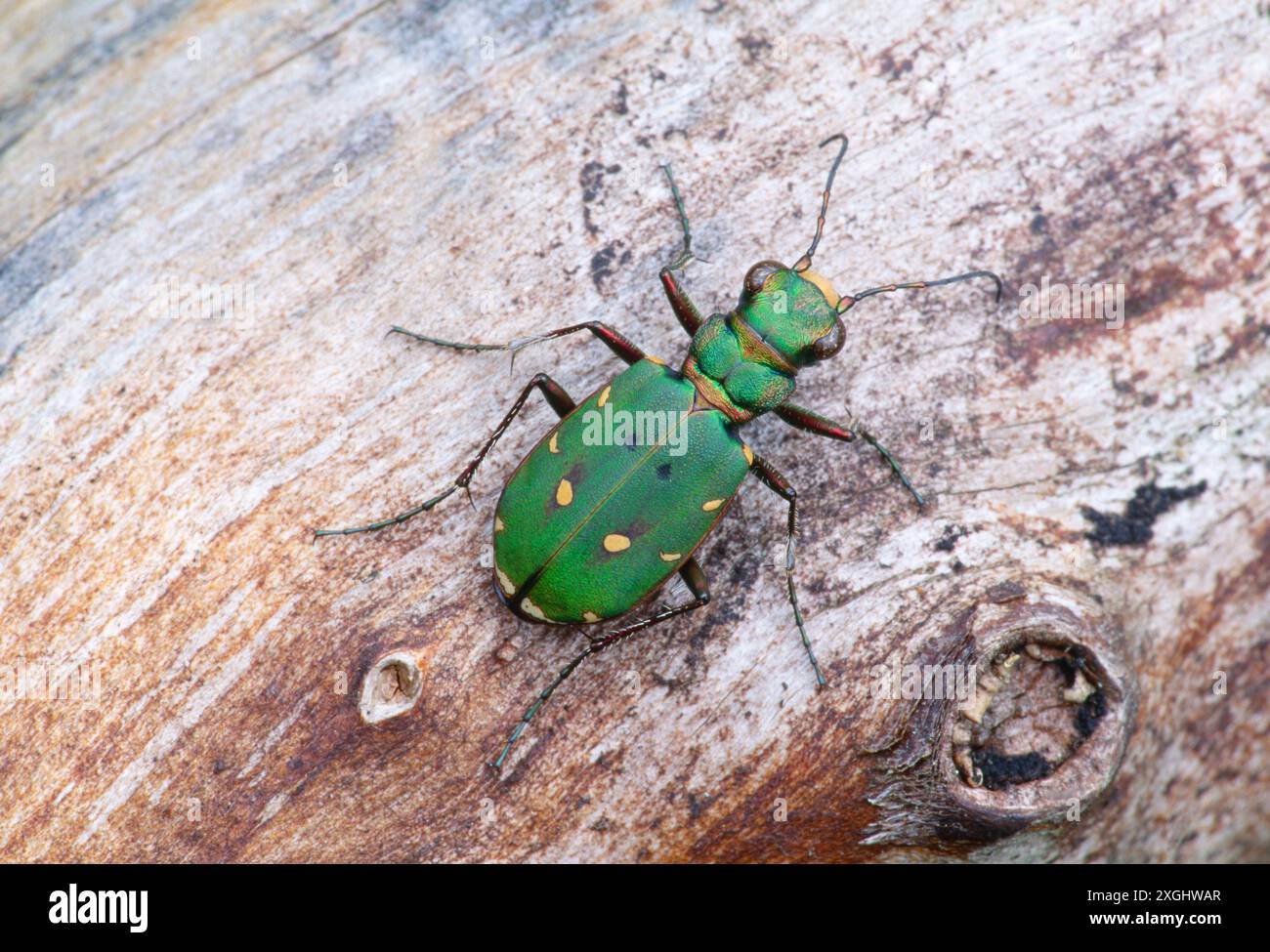 Green Tiger Beetle (Cicindela campestris), auf gefallenem totem Holz, Cairngorms National Park, Strathspey, Schottland, Juni Stockfoto