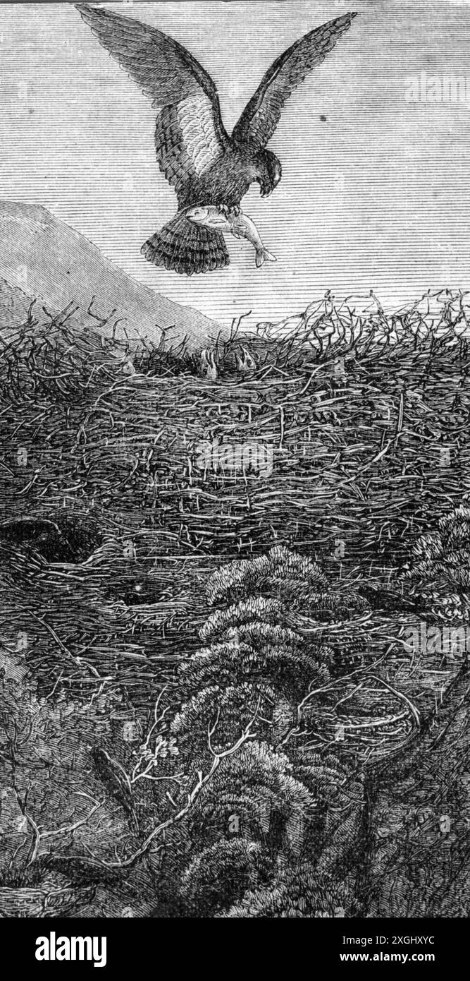 Zoologie / Tiere, Vogel / Vögel, Adler, Osprey (Pandion haliaetus), nähert sich dem Adlernest, ADDITIONAL-RIGHTS-CLEARANCE-INFO-NOT-AVAILABLE Stockfoto